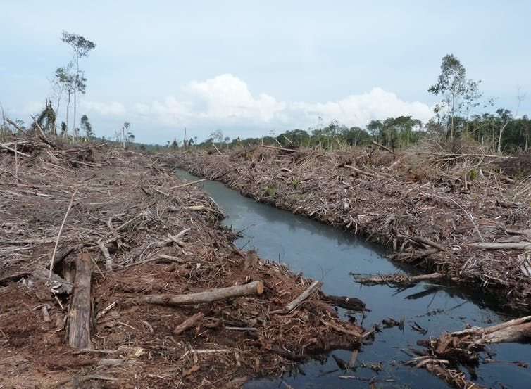 A peat swamp cleared for a plantation in Malaysia. Dr Stephanie Evers, Author provided