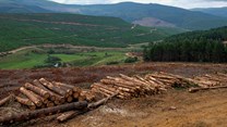 Forestry South Africa launches new corporate website