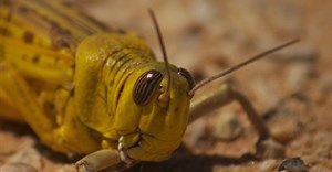 Urgent funding needed to fight desert locust upsurge in Africa