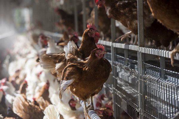City Lodge Hotel Group commits to cage-free eggs by 2025