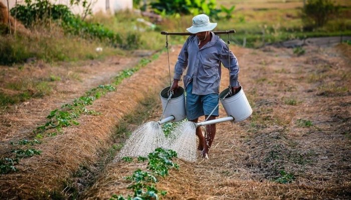A farmer watering plants Copyright: Image by  from