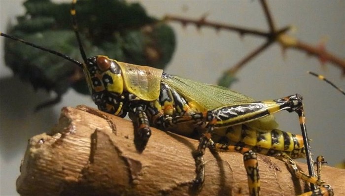 East Africa locust invasion approaching full-blown crisis