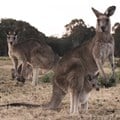 Kangaroo skins are exported for use in football boots, motorcycle suits, fashion footwear and haute couture. , CC BY