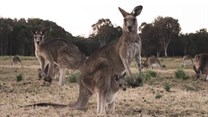 Kangaroo skins are exported for use in football boots, motorcycle suits, fashion footwear and haute couture. , CC BY