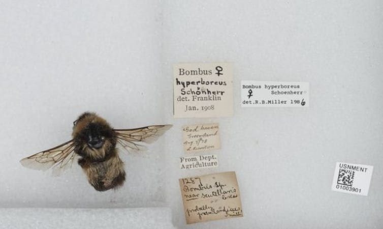 Bombus hyperboreus is listed as ‘Vulnerable’ by the International Union for the Conservation of Nature (IUCN). ,