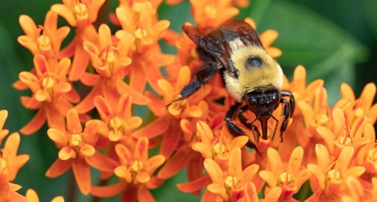A bumble bee feeding on an orange milkweed flower.