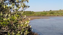 How South Africa's mangrove forests store carbon and why it matters