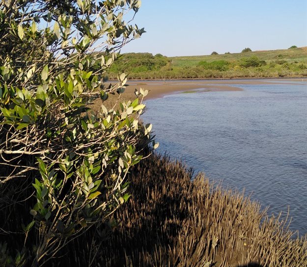 The Nxaxo Estuary in South Africa’s Eastern Cape province. Dr Jacqueline Raw