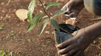 Ethiopia's Green Legacy Initiative shortlisted for climate change award