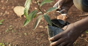 Ethiopia's Green Legacy Initiative shortlisted for climate change award