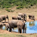 African Symposium's Wildlife Conservation in Africa forum to launch this month