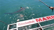 Shark cage diving: Science and sustainable tourism in Gansbaai