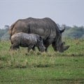 SA sees decline in rhino poaching