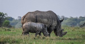 SA sees decline in rhino poaching
