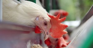 Increased tariffs on chicken imports necessary to protect local markets