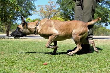 How a CA(SA) and Honorary Ranger is doggedly working to prevent poaching