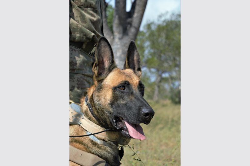 How a CA(SA) and Honorary Ranger is doggedly working to prevent poaching