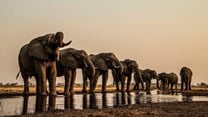 Botswana's 'Okavango' picks up 5 New York Cinematography Awards
