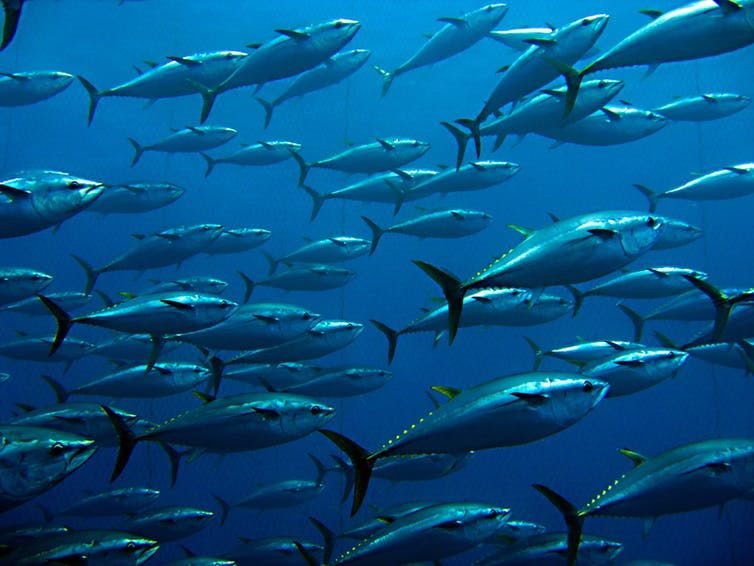 Changes to fishery management have reversed population declines in southern bluefin tuna. Shutterstock