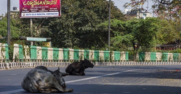 Stray cows rest on a New Delhi street during a one-day civil curfew to combat coronavirus. Cattle may have been central to a coronavirus outbreak in 1890. Yawar Nazir/Getty Images