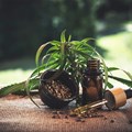 Regulating commercial use of hemp products