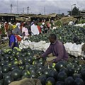 Why Covid-19 is another blow for Kenya's food security