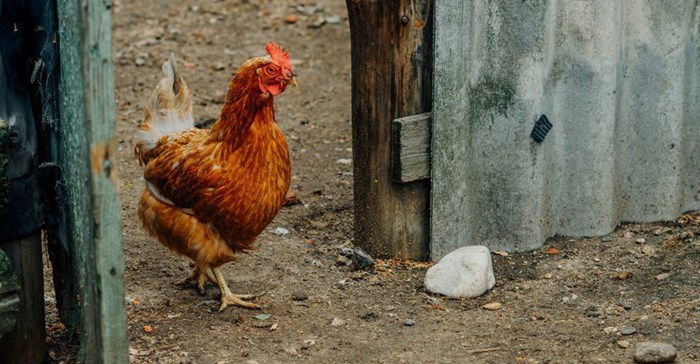 #LockdownSA: Poultry industry supports traders and communities