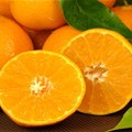 Black Citrus Growers Programme launched