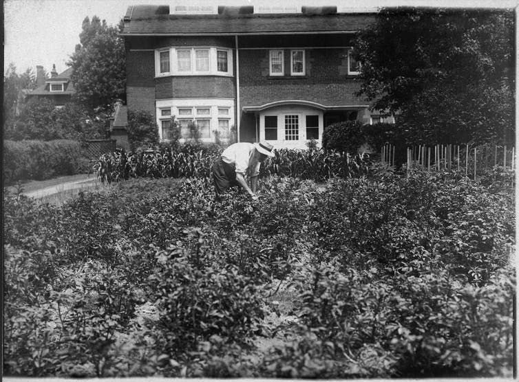 A victory garden on the front lawn of a house on Crescent Road, in Toronto, circa 1916. (City of Toronto Archives)