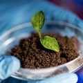 Looking to science for food security solutions