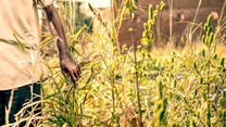Africa urged to expand food reserves, keep food supply flowing