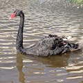 Financial services sector prepped to tackle Covid-19 black swan