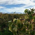 18,000 jobs lost in wine industry - Vinpro