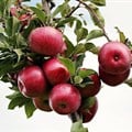 Satisfactory apple harvests for South Africa and New Zealand
