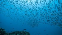 How a global ocean treaty could protect biodiversity in the high seas