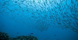 How a global ocean treaty could protect biodiversity in the high seas