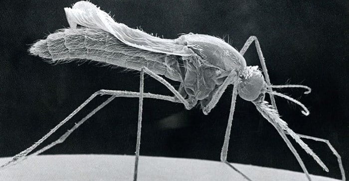 Anopheles Stephensi, Sem. Photo By BSIP/Universal Images Group via Getty Images