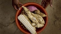 AfDB unveils strategy roadmap to safeguard food security