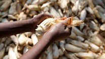 Africa Food Security 11 via