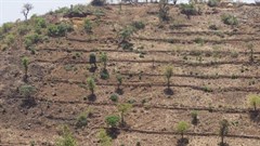 Covid-19 recovery is a chance to improve the African food system