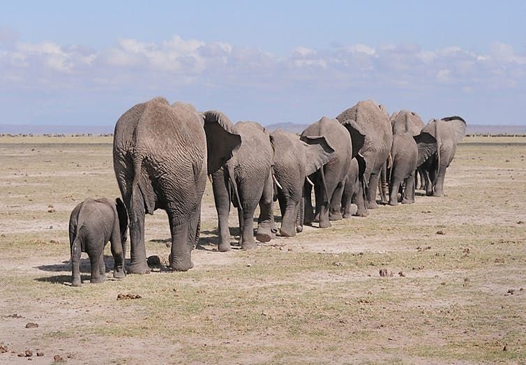 Ain’t complaining: elephants in Amboseli national park. ,