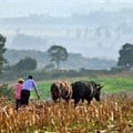 Smallholder livestock farmers to be included in Covid-19 relief fund