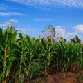 SA leads Africa's maize trade during Covid-19