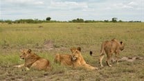 Covid-19, Africa's conservation and trophy hunting dilemma