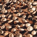 Coconut oil production threatens five times more species than palm oil - new findings