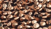 Coconut oil production threatens five times more species than palm oil - new findings