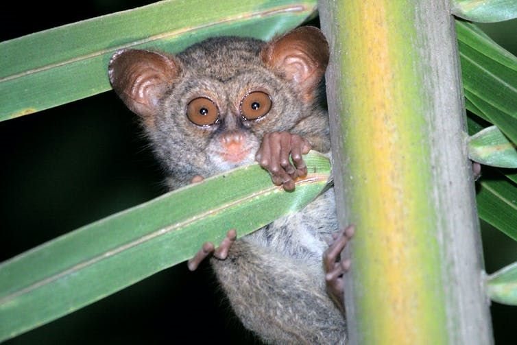 The Sangihe Tarsier, one of the species whose forest habitat is threatened by the expansion of coconut cultivation. Stenly Pontolawokang, Author provided