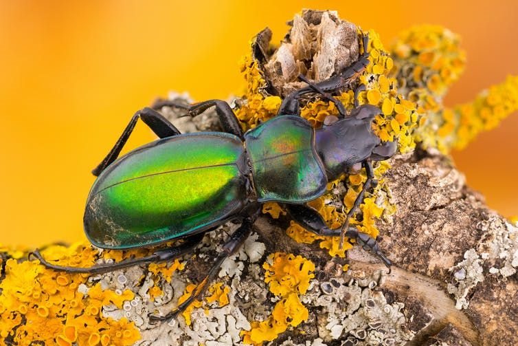 Pest-eating wildlife, such as this carabid beetle, can benefit crops. (Shutterstock)