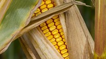 Maize meal initiative launched to help feed SA's vulnerable