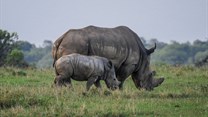 IRF awards grant to offset Covid-19 impact, protect rhinos in Southern Africa